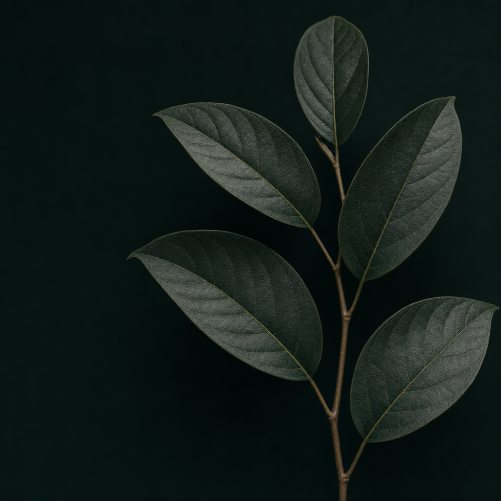 Tropical plant leaves